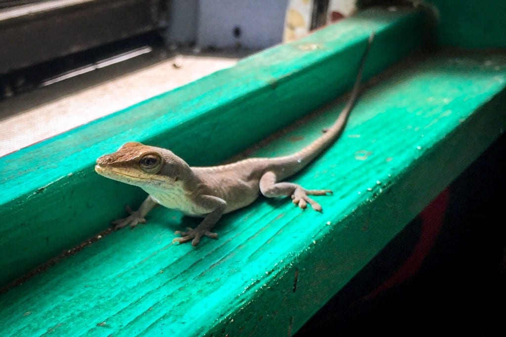 Lunch Charlie Bamboo Restaurant Hawi