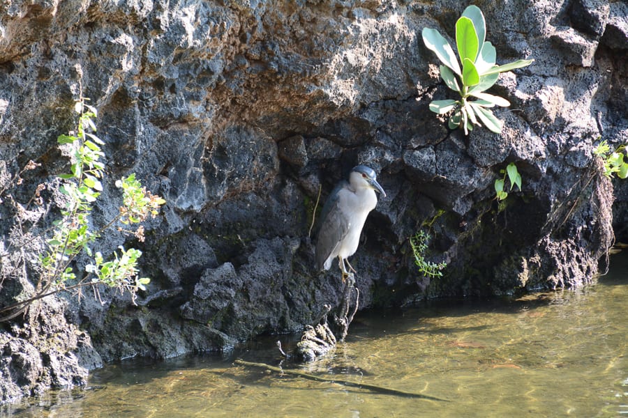 Native bird Kalahuipua'a Fishponds