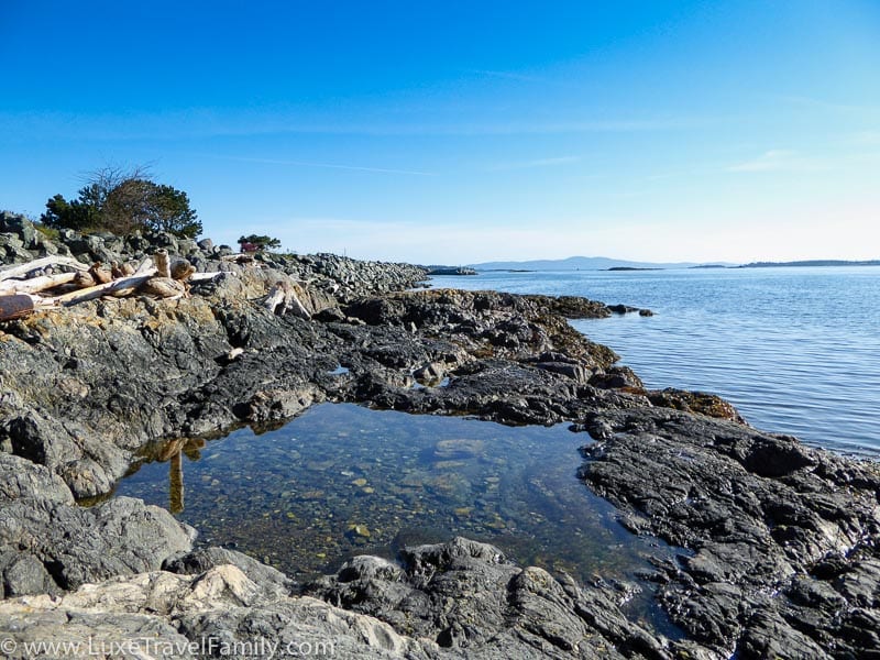 Tide pool on a rocky beach near Turkey Head