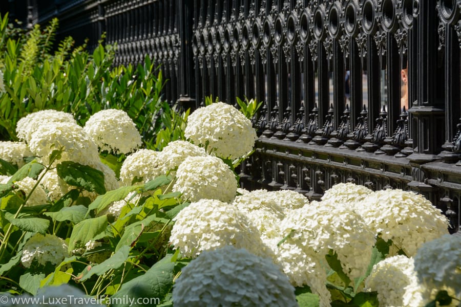 White hydrangea flowers at the Volksgarten Vienna