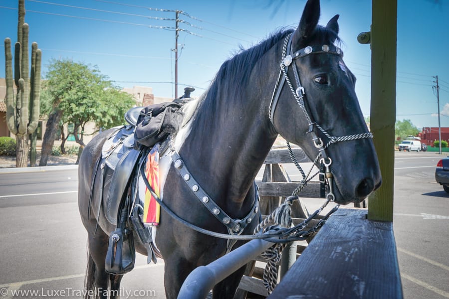 Horse Local Jonny's Cave Creek, Arizona