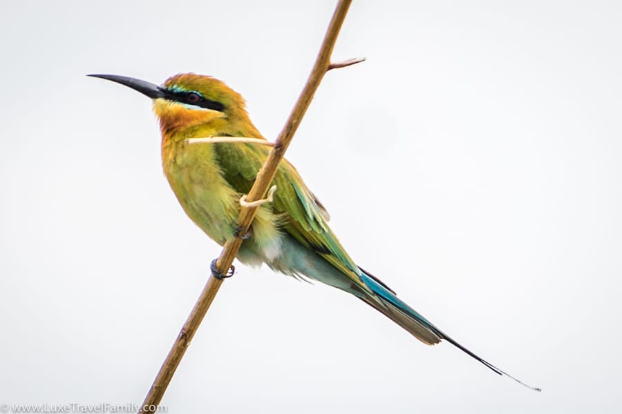 Blue tailed bee eater Tonle Sap Lake