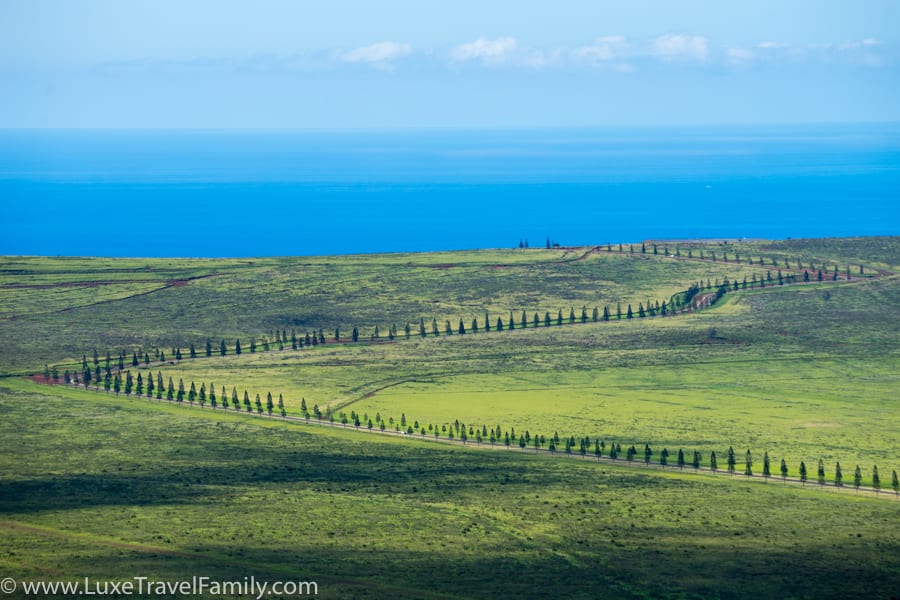 Views of Cook Pines and Pacific Ocean on Lanai