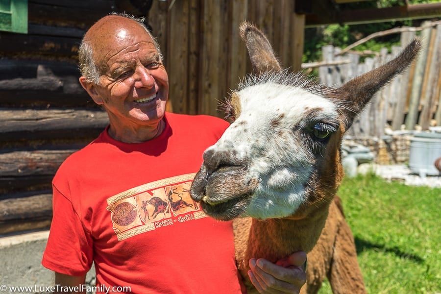 Hosrt family llama trekking in austria