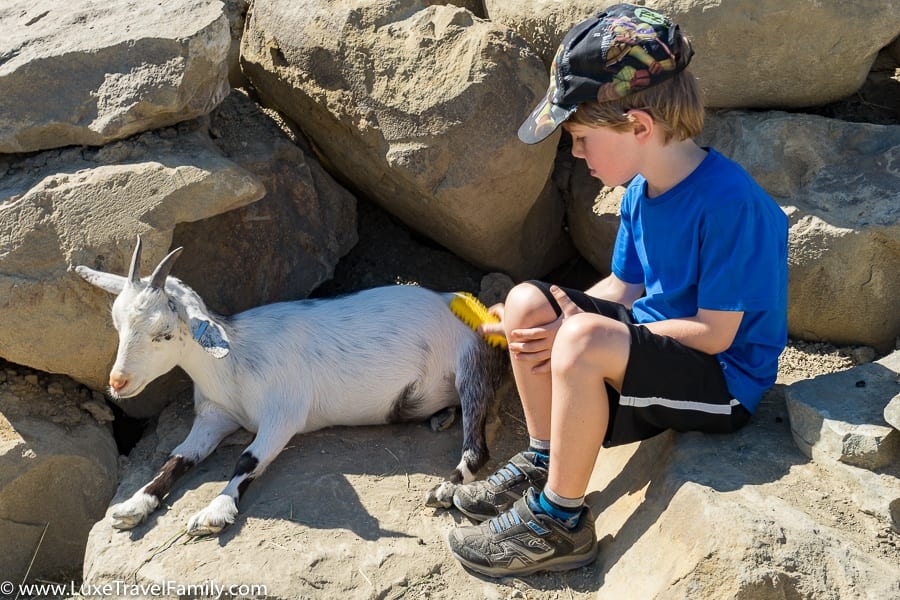 petting zoo-Granary-Road-and-Loft-Kitchen