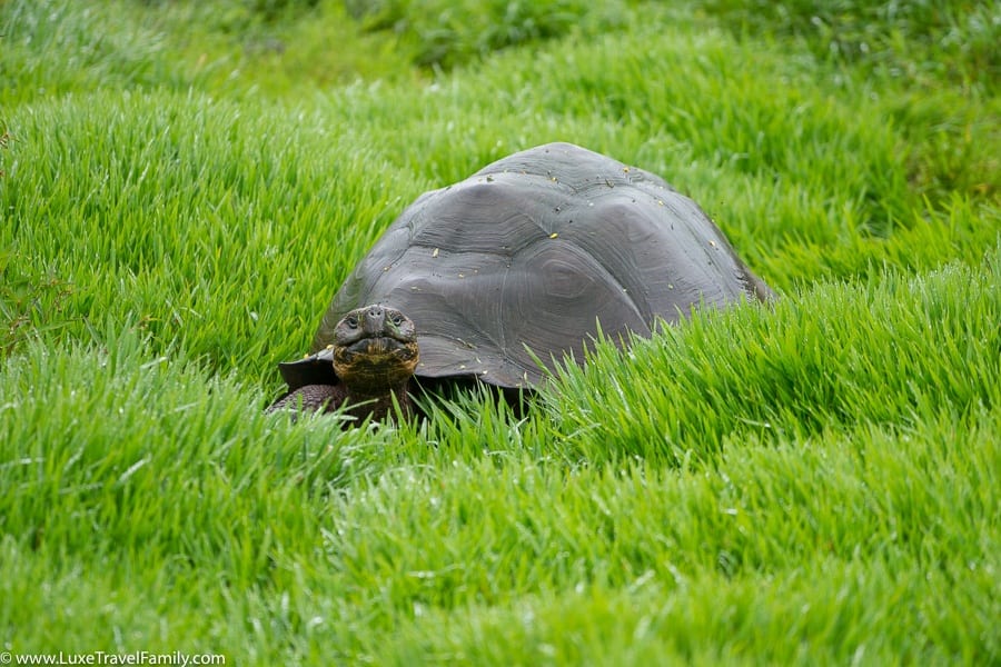 Tortoise-reserve-Luxury-Land-Based-Galapagos