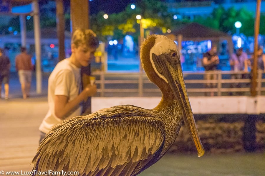 Pelican Puerto Ayora DIY luxury land-based Galapagos Islands guide
