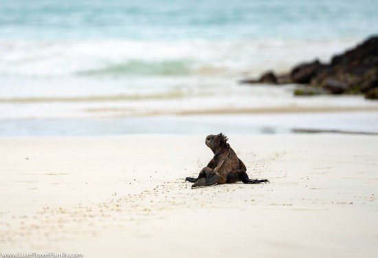 Iguana Tortuga Bay luxury land-based Galapagos Islands