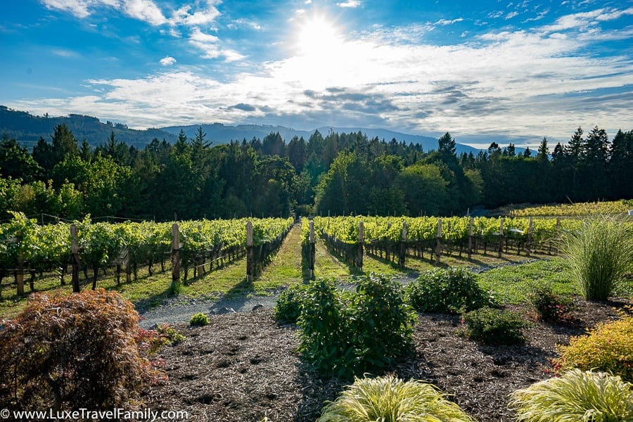 VIneyards cowichan valley day trip from Victoria