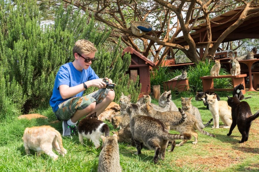 Boy in blue shirt surrounded by cats at Lanai sanctuary