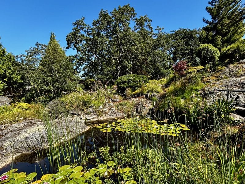 Abkhazi Garden Things to do in Victoria features lily pads in a natural pond surrounded by trees